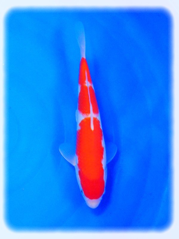 KOHAKU SFF 1